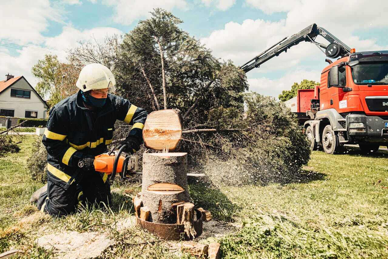 Professional Tree Service in Westminster, TX